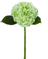 L'Hortensia Artificiel "Annabelle" Real Touch Vert 55cm possède une seule fleur d'hortensia vert clair avec une grappe ronde, deux feuilles vert foncé et une longue tige, le tout isolé sur un fond blanc.