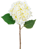 La Fleur Artificielle Hortensia Real Touch Crème 58 cm possède une seule tige d'hortensia avec une grande grappe de fleurs crème clair et deux feuilles vertes, isolées sur un fond blanc.