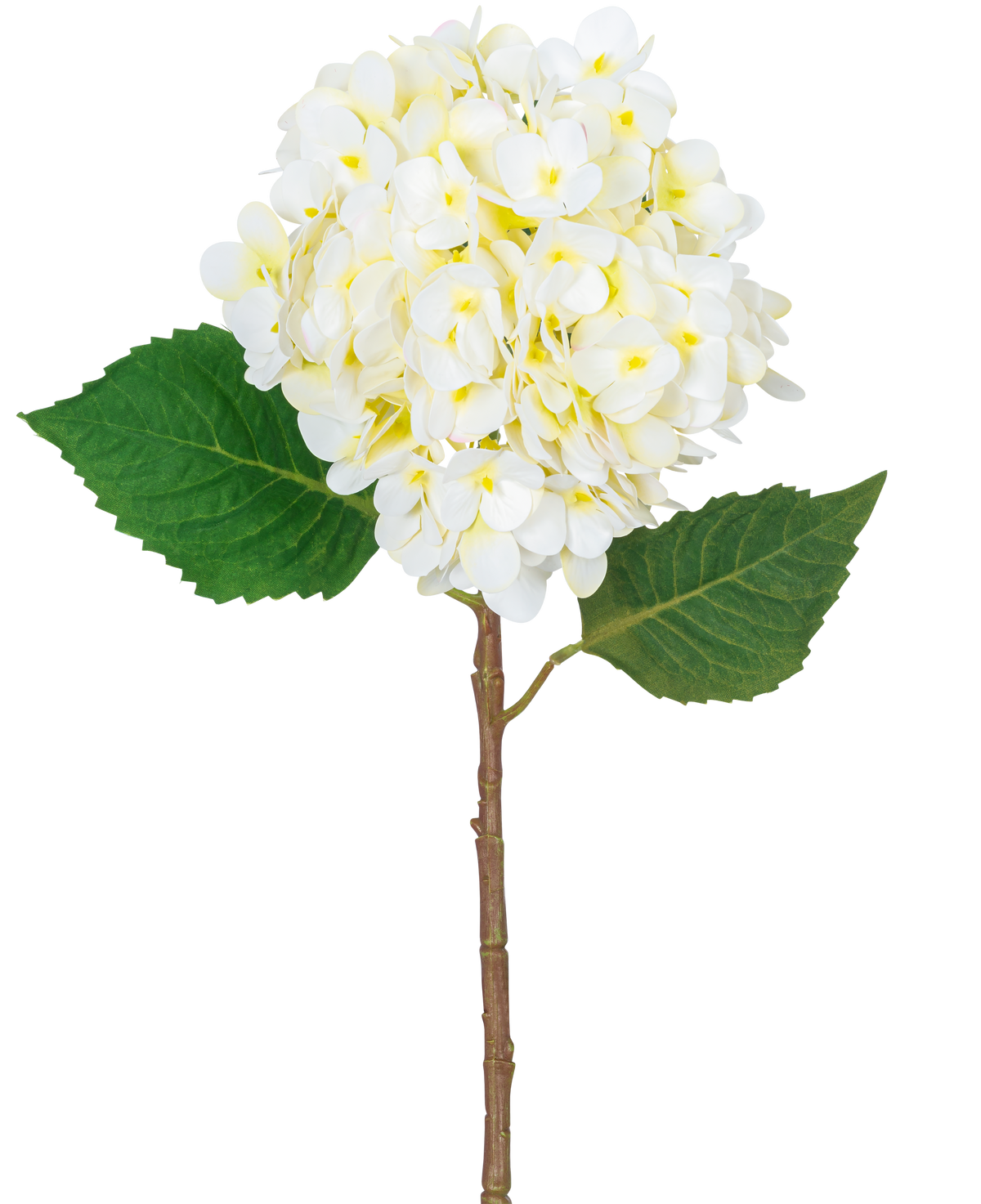 La Fleur Artificielle Hortensia Real Touch Crème 58 cm possède une seule tige d'hortensia avec une grande grappe de fleurs crème clair et deux feuilles vertes, isolées sur un fond blanc.