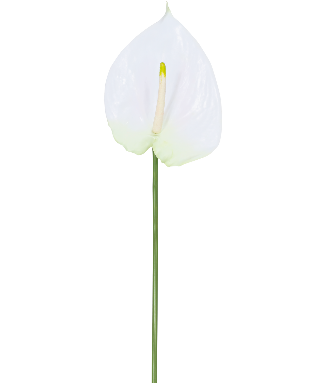 La fleur artificielle Anthurium 68 cm blanc possède un seul anthurium artificiel blanc avec un spadice jaune clair sur une longue tige verte. Idéal pour n’importe quel espace, il offre une élégance durable et ne nécessite pas d’eau.