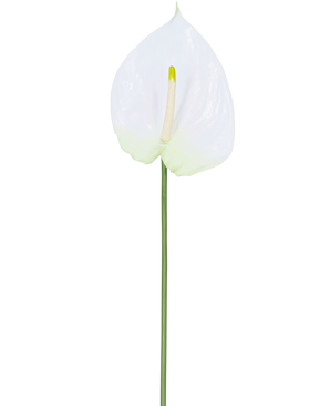 La fleur artificielle Anthurium 68 cm blanc possède un seul anthurium artificiel blanc avec un spadice jaune clair sur une longue tige verte. Idéal pour n’importe quel espace, il offre une élégance durable et ne nécessite pas d’eau.