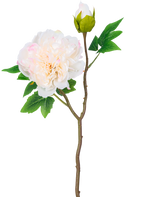 Une seule tige de pivoine artificielle de 50 cm blanche a une grande fleur de pivoine blanche en pleine floraison, un bourgeon fermé et des feuilles vertes sur un fond blanc uni.