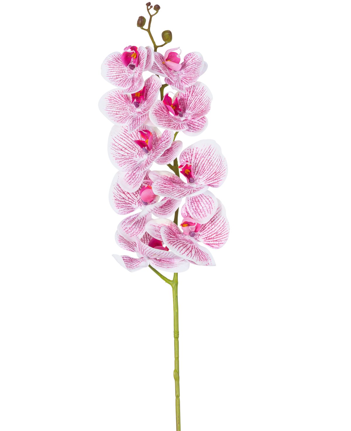 L'orchidée artificielle Real Touch Deluxe 105 cm en fuchsia/blanc a une tige unique avec de multiples fleurs, avec des pétales veinés de roses réalistes qui forment un accent décoratif saisissant sur un fond blanc uni.