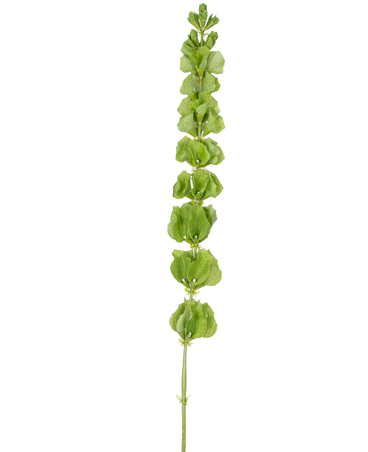 Les cloches de fleurs artificielles d'Irlande de 98 cm ont une seule tige verte dressée avec plusieurs feuilles ou bractées vertes rondes réparties uniformément sur toute sa longueur, sur un fond blanc uni.