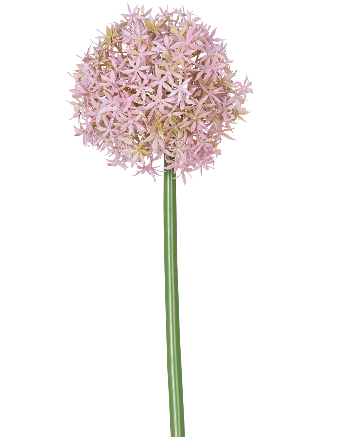 Une seule grande tige violette de la fleur artificielle Allium Large de 80 cm, portant une grande grappe ronde de petites fleurs en forme d'étoile, représentées sur un fond blanc.