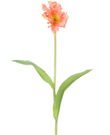 Une seule fleur artificielle de perruche française tulipe de 76 cm de corail avec des volants de pétales roses et jaunes et deux longues feuilles vertes sur une longue tige, sur un fond blanc uni.