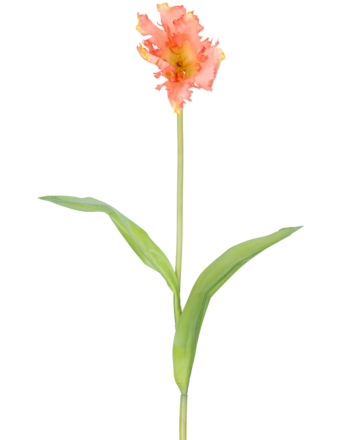Une seule fleur artificielle de perruche française tulipe de 76 cm de corail avec des volants de pétales roses et jaunes et deux longues feuilles vertes sur une longue tige, sur un fond blanc uni.