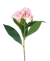 Une fleur de Plumeria artificielle de 75 cm, rose/crème, avec une tige, de grandes feuilles vertes et une grappe de fleurs de plumeria rose pâle au sommet, représentée sur un fond blanc.