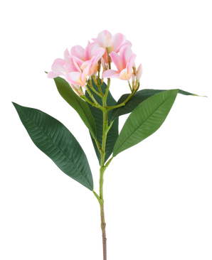 Une fleur de Plumeria artificielle de 75 cm, rose/crème, avec une tige, de grandes feuilles vertes et une grappe de fleurs de plumeria rose pâle au sommet, représentée sur un fond blanc.