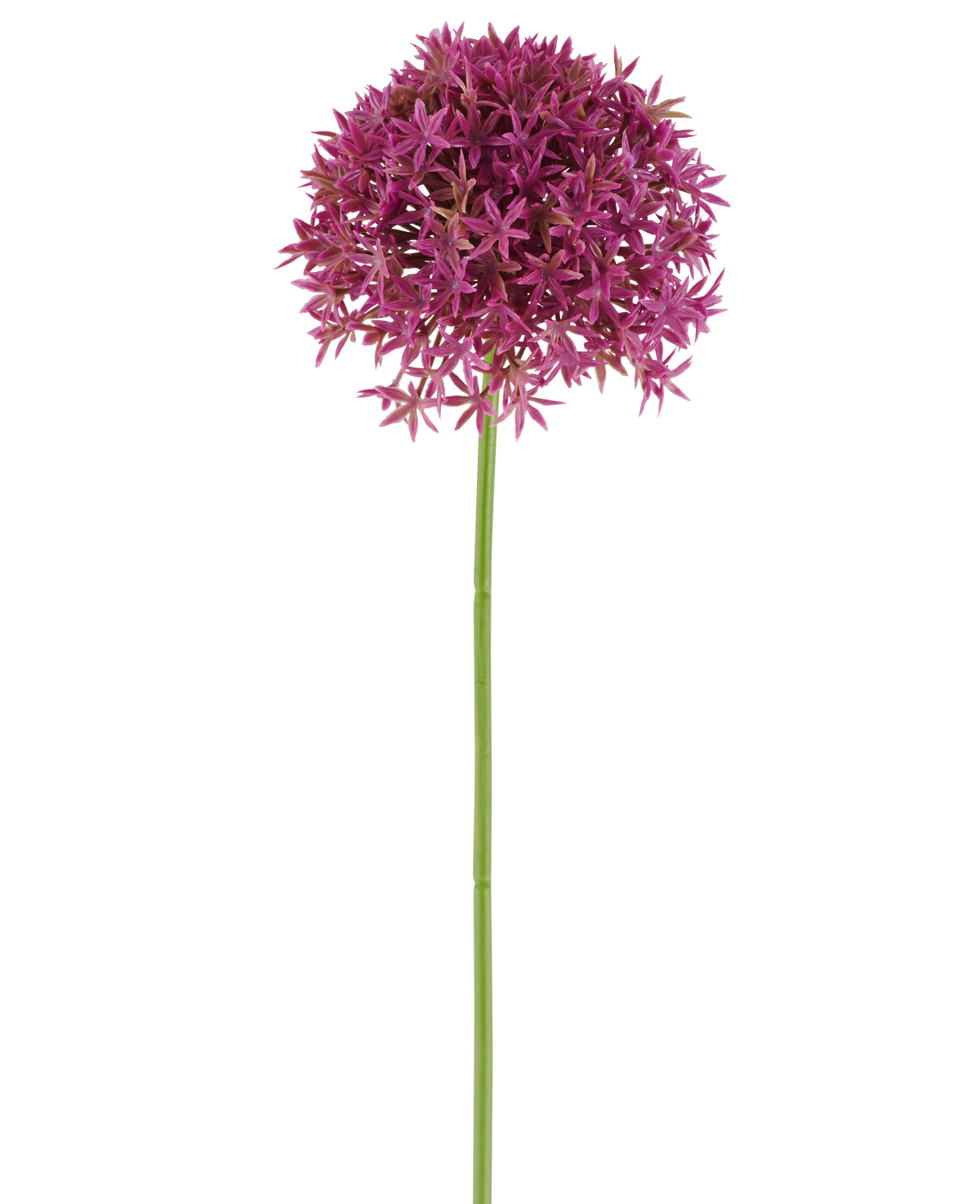 Une seule longue tige de Pissenlit Artificiel 63 cm fuchsia porte une grappe ronde de petites fleurs fuchsia en forme d'étoile sur un fond blanc.