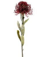 Une seule fleur artificielle Protea de 60 cm de couleur bordeaux a une fleur épineuse rouge foncé avec des feuilles vertes, photographiée sur un fond blanc.