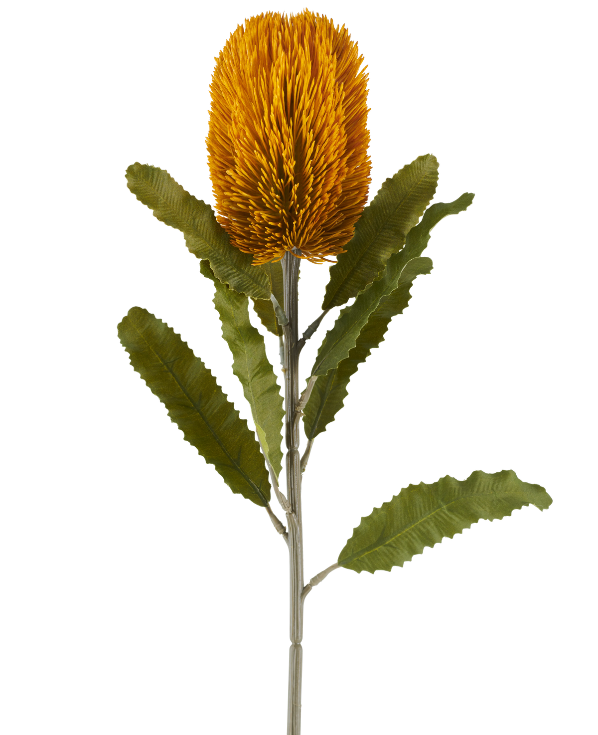 Une seule fleur artificielle de Banksia de couleur moutarde, de 65 cm de haut, de forme cylindrique et de feuilles vertes dentelées sur une longue tige, isolée sur un fond blanc.