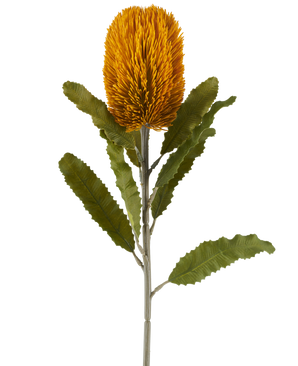Une seule fleur artificielle de Banksia de couleur moutarde, de 65 cm de haut, de forme cylindrique et de feuilles vertes dentelées sur une longue tige, isolée sur un fond blanc.