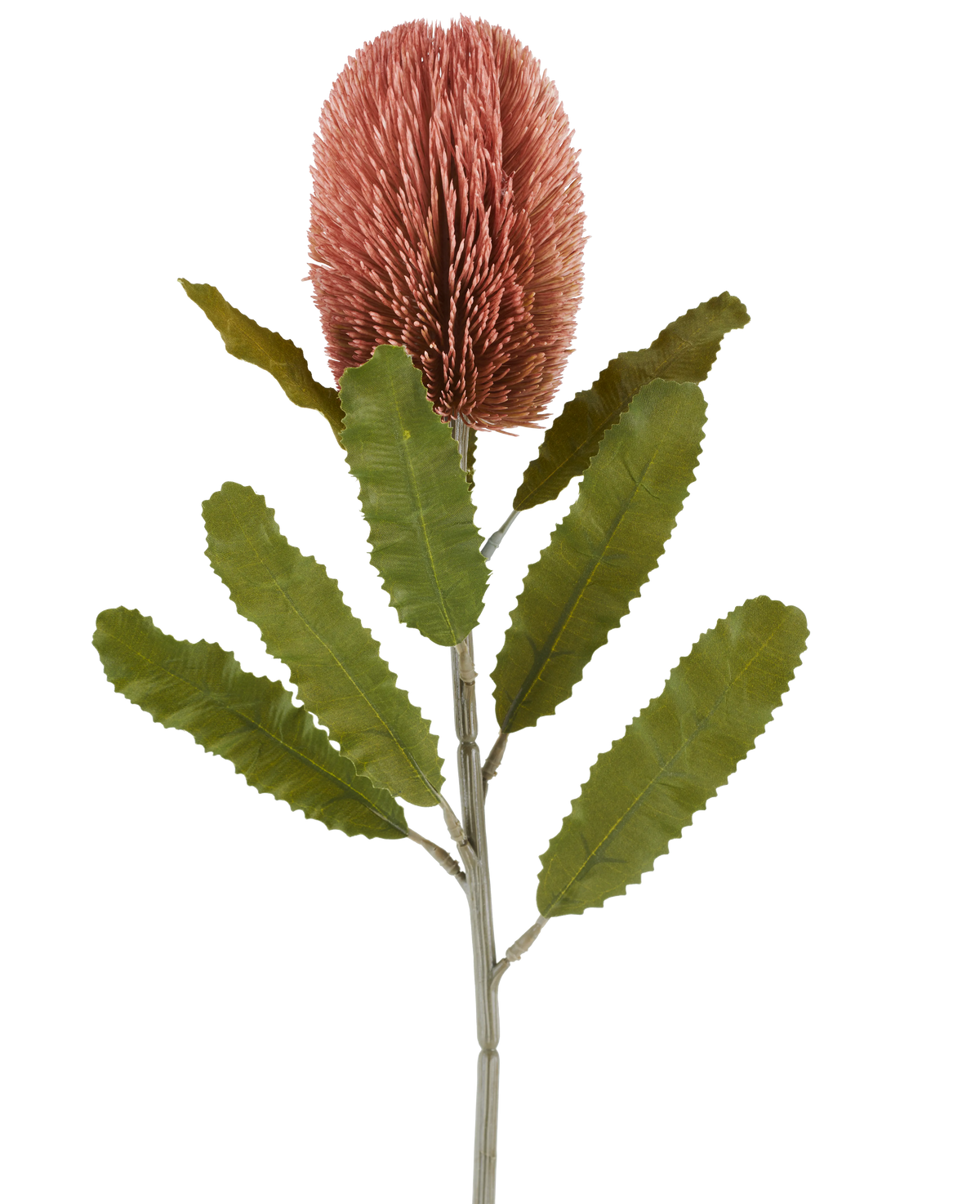 Une seule tige de la fleur artificielle Banksia 65 cm vieux rose présente une grande fleur cylindrique rose et de longues feuilles vertes dentelées qui se détachent sur un fond blanc.