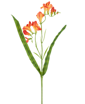 Une seule tige de fleur artificielle Freesia de 56 cm orange, avec de longues feuilles vertes étroites et de multiples fleurs de freesia orange en fleur au sommet, représentée sur un fond blanc.