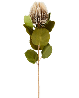 Une seule fleur artificielle de Banksia, de 59 cm de haut, de couleur crème et marron, avec des feuilles vertes rondes et un capitule brun clair, épineux, en forme de cône sur un fond blanc uni.