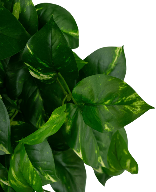 Feuilles vertes en forme de cœur avec des marques jaunâtres sur la plante de pothos UV Art Hanging Gold Vine de 60 cm, représentée sur un fond blanc uni.