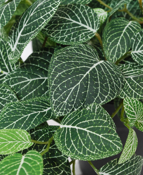 Gros plan du Fittonia suspendu artificiel vert-blanc en pot de 70 cm UV, avec des feuilles vertes avec des veines blanches frappantes et des motifs de veines détaillés dans différentes nuances de vert.