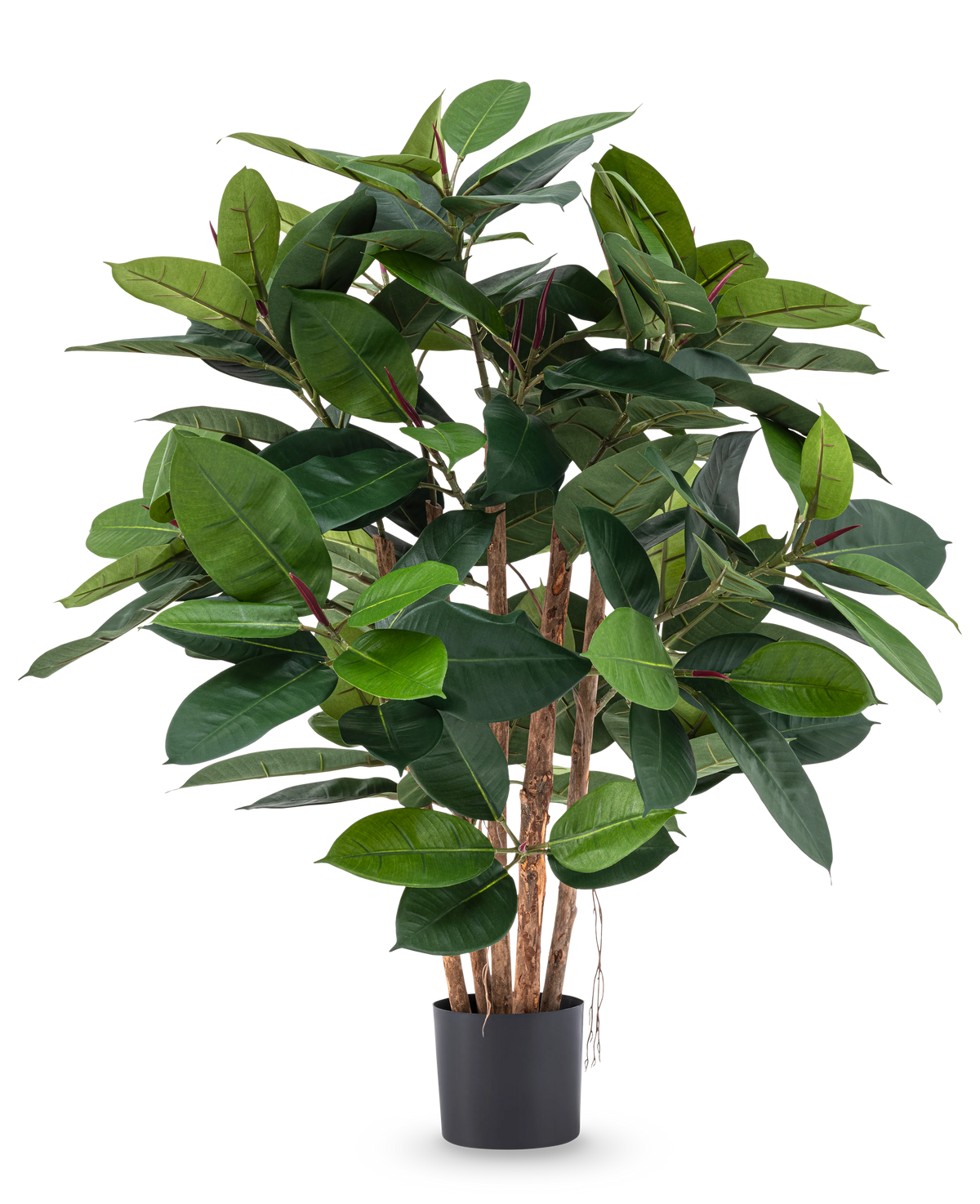 La plante artificielle en caoutchouc de luxe de 90 cm a plusieurs tiges en bois et de grandes feuilles vertes brillantes dans un pot noir - idéal pour ajouter une élégance réaliste à n'importe quelle pièce.