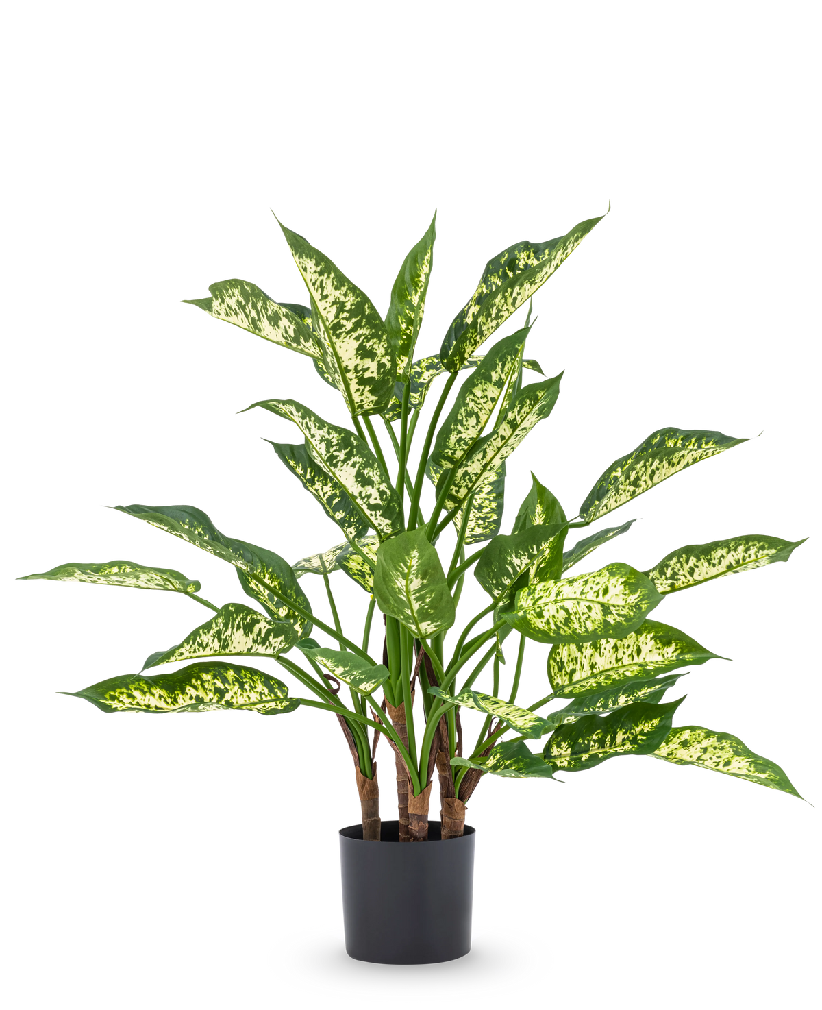 La plante artificielle Dieffenbachia UV 75 cm présente de hautes tiges vertes et de grandes feuilles pointues aux nuances panachées jaune-vert clair dans un pot décoratif élégant, sur un fond blanc uni.