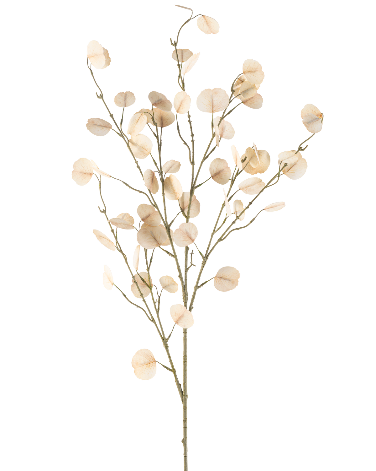 La Fleur Artificielle Eucalyptus 119 cm crème possède des tiges fines avec des feuilles rondes et crème clair sur un fond blanc simple.
