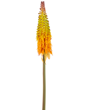 La Fleur Artificielle Torch Lily 80 cm vert/jaune a une grande fleur artificielle avec une tige verte et une grappe de petites fleurs en forme de cône qui changent de couleur du jaune en haut à l'orange en bas, sur un fond blanc.