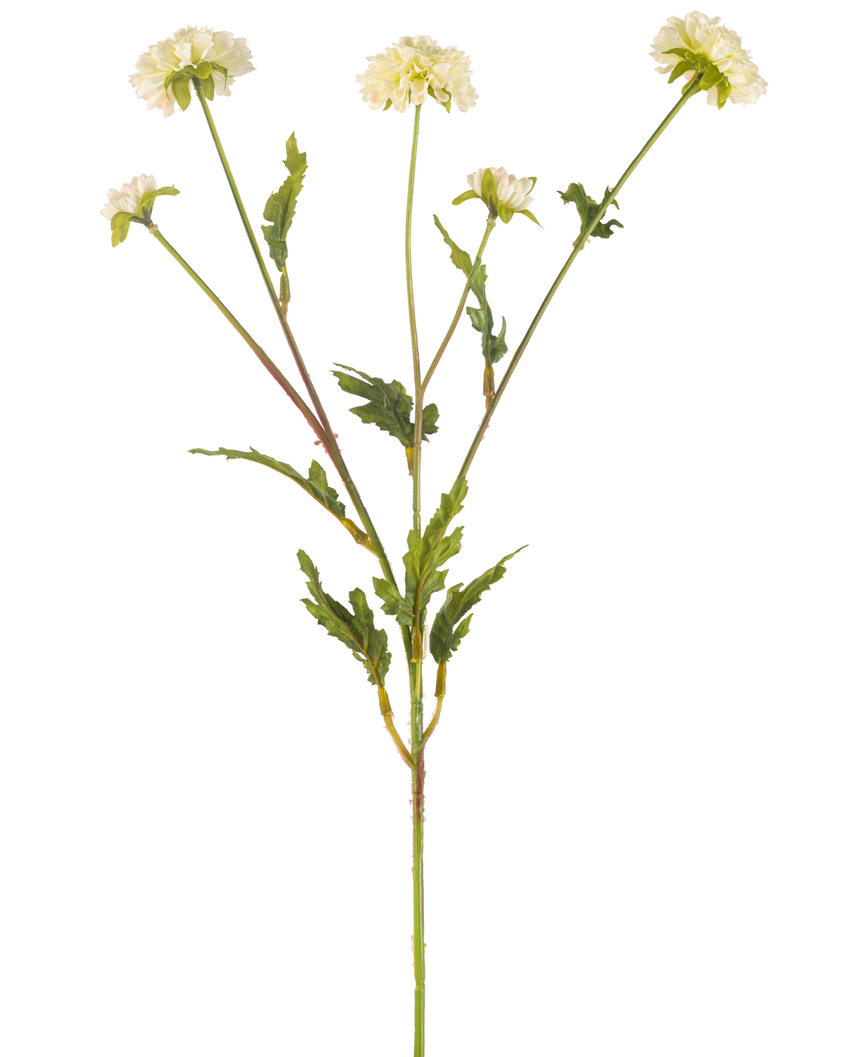 La Fleur Artificielle Pompon Chrysanthème 69 cm crème/rose a une tige verte qui se ramifie en cinq tiges plus petites, chacune surmontée d'une fleur ronde rose crème et entourée de feuilles vertes dentelées, le tout sur un fond blanc uni.