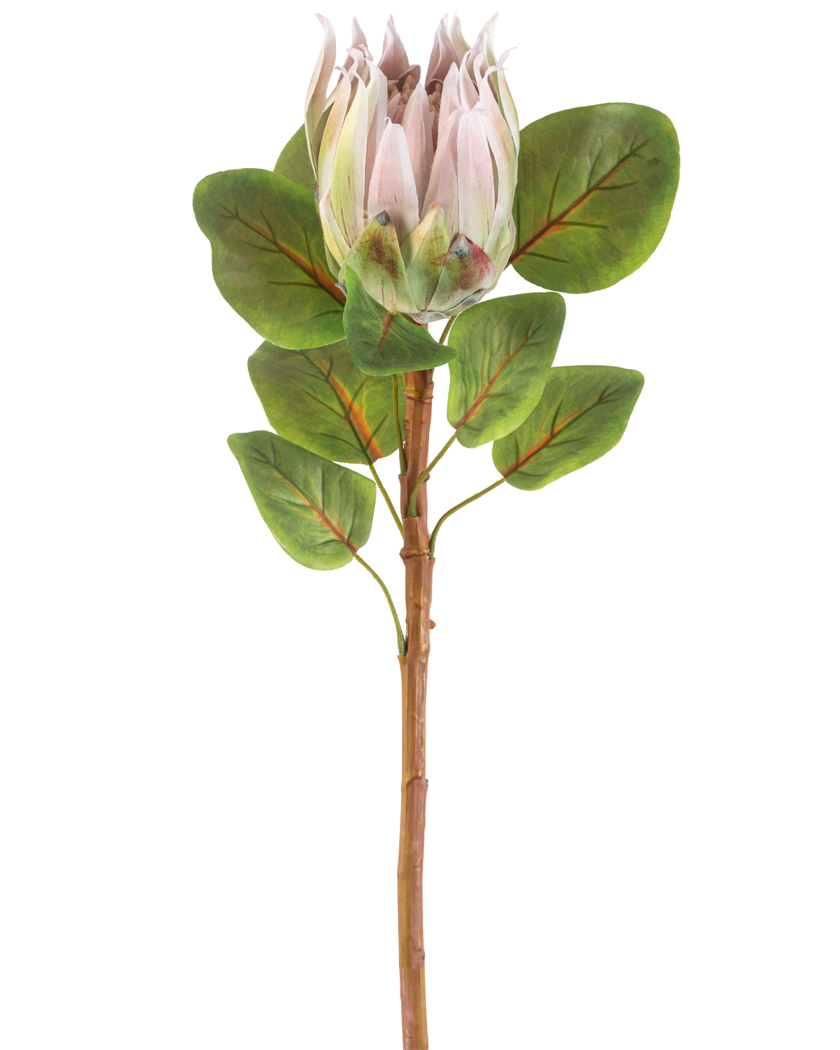 La Fleur Artificielle Protea 65 cm rose clair possède une seule fleur de protéa rose clair avec plusieurs feuilles vertes sur un fond blanc uni.