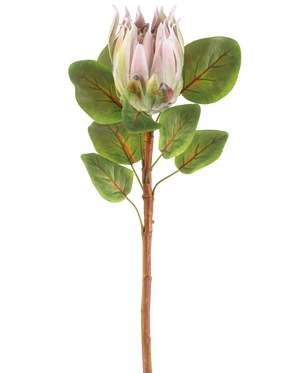 La Fleur Artificielle Protea 65 cm rose clair possède une seule fleur de protéa rose clair avec plusieurs feuilles vertes sur un fond blanc uni.