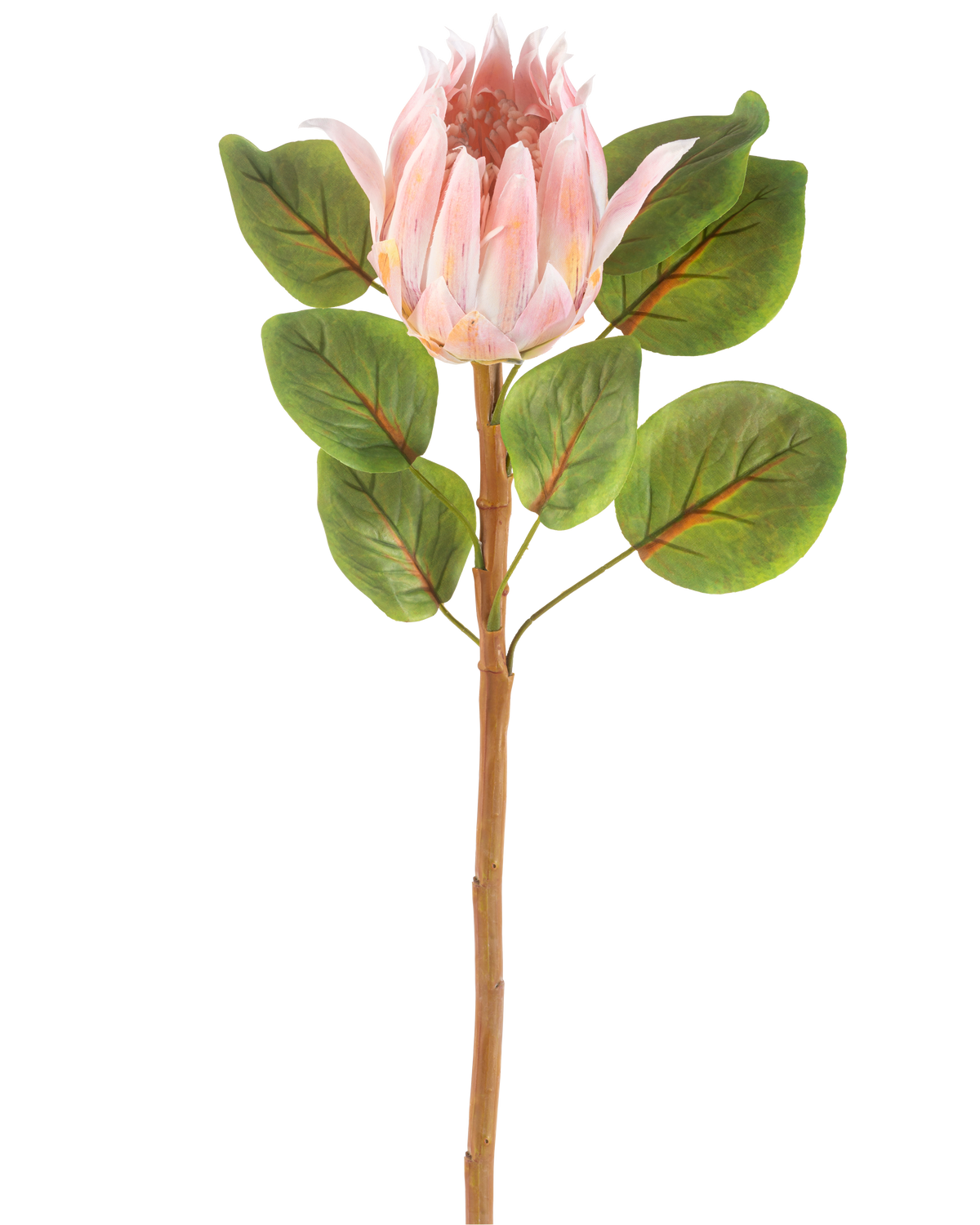 La Fleur Artificielle Protea 65 cm rose est une fleur artificielle simple de protéa rose avec de grandes feuilles vertes et une longue tige brune, sur un fond blanc uni.