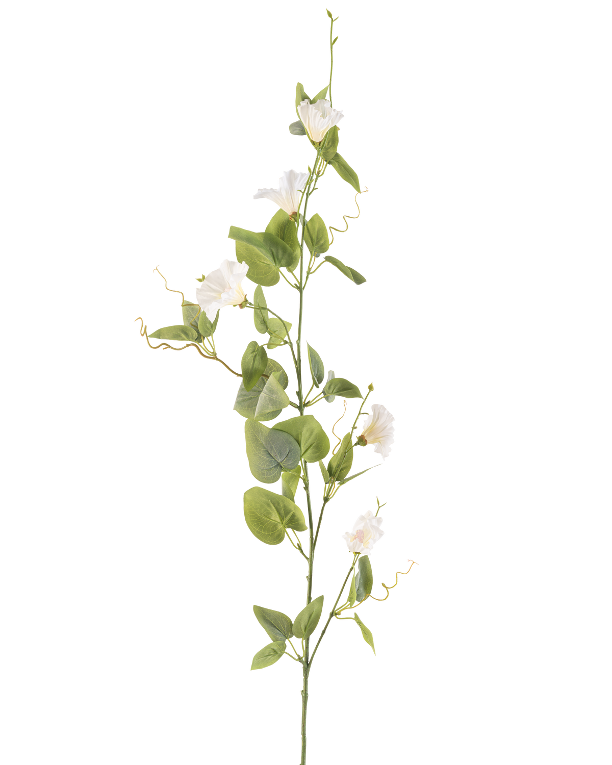 La fleur artificielle de liseron blanc de 122 cm a une tige unique avec de petites fleurs blanches, des feuilles vertes et des vrilles enroulées sur un fond blanc uni.