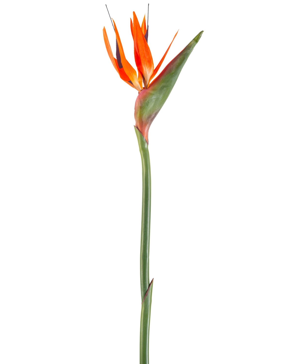 La Fleur Artificielle Oiseau de Paradis 99 cm corail est une fleur artificielle aux pétales pointus et à la tige verte, représentée sur un fond blanc.