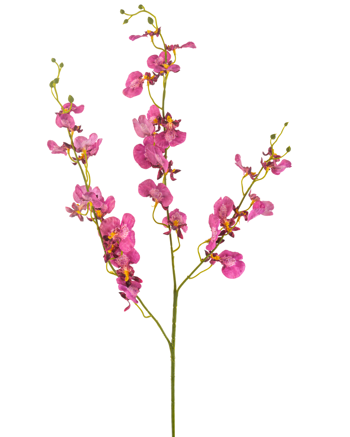 L'orchidée artificielle de 98 cm fuchsia présente des fleurs et des bourgeons d'orchidée rose vif sur de longues et fines tiges vertes, magnifiques sur un fond blanc.