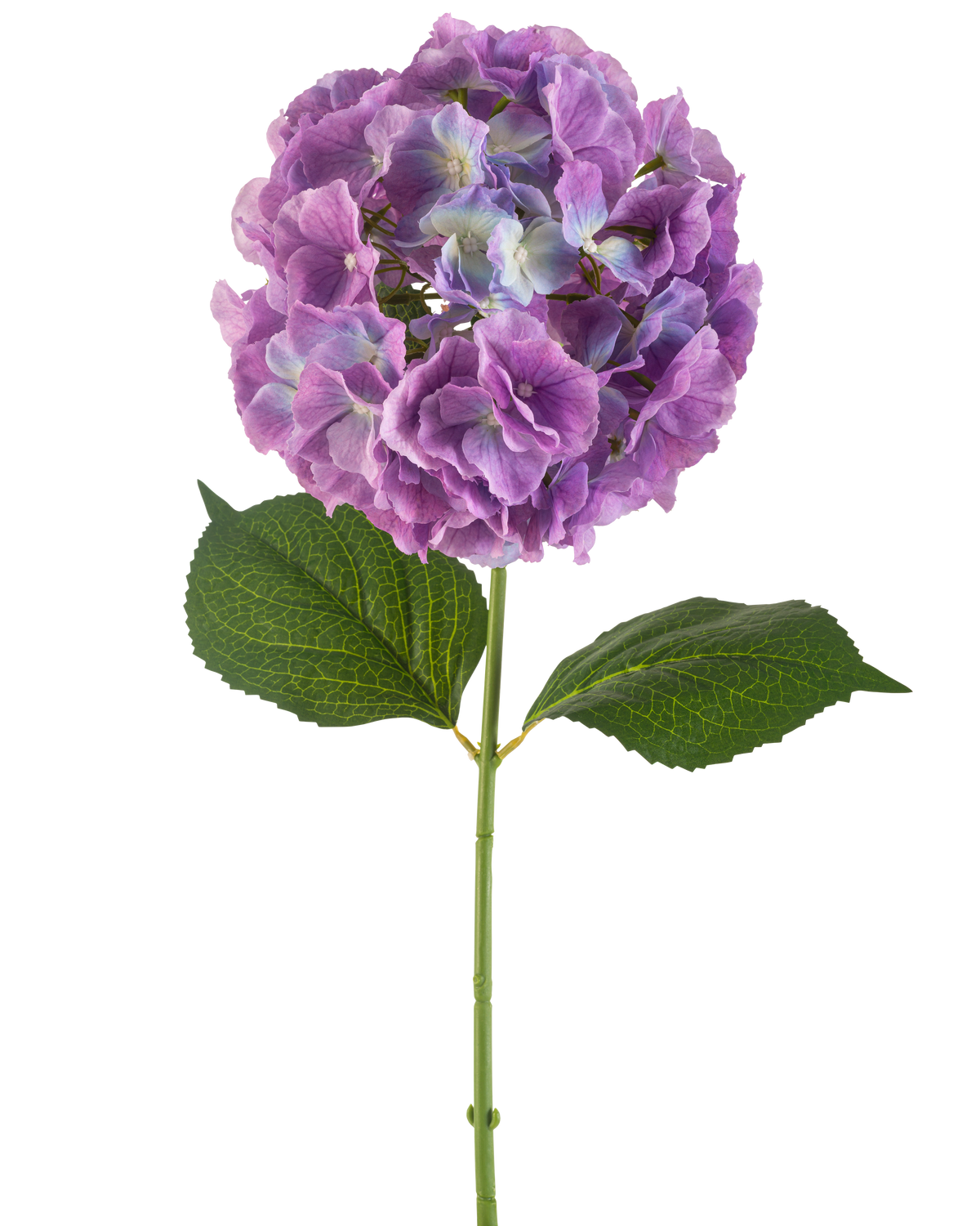 La fleur d'hortensia artificielle 75 cm violet possède une seule tige d'hortensia artificielle avec de grandes grappes rondes de pétales violets et deux larges feuilles vertes, sur un fond blanc.