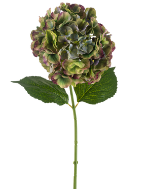 La fleur artificielle Hortensia 75 cm vert a une seule tige d'hortensia avec deux grandes feuilles vertes et une pleine floraison de pétales verts, violets et bordeaux, sur un fond blanc.
