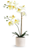 L'Orchidée artificielle Real Touch 60 cm vert/blanc présente des fleurs blanches au cœur jaune clair et des bourgeons verts, soutenues par du bambou dans un simple pot moucheté de couleur crème, sur un fond blanc.