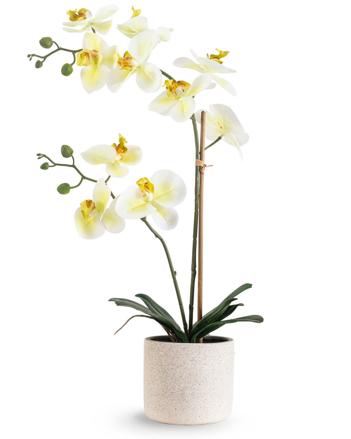 L'Orchidée artificielle Real Touch 60 cm vert/blanc présente des fleurs blanches au cœur jaune clair et des bourgeons verts, soutenues par du bambou dans un simple pot moucheté de couleur crème, sur un fond blanc.