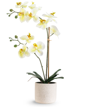 L'Orchidée artificielle Real Touch 60 cm vert/blanc présente des fleurs blanches au cœur jaune clair et des bourgeons verts, soutenues par du bambou dans un simple pot moucheté de couleur crème, sur un fond blanc.