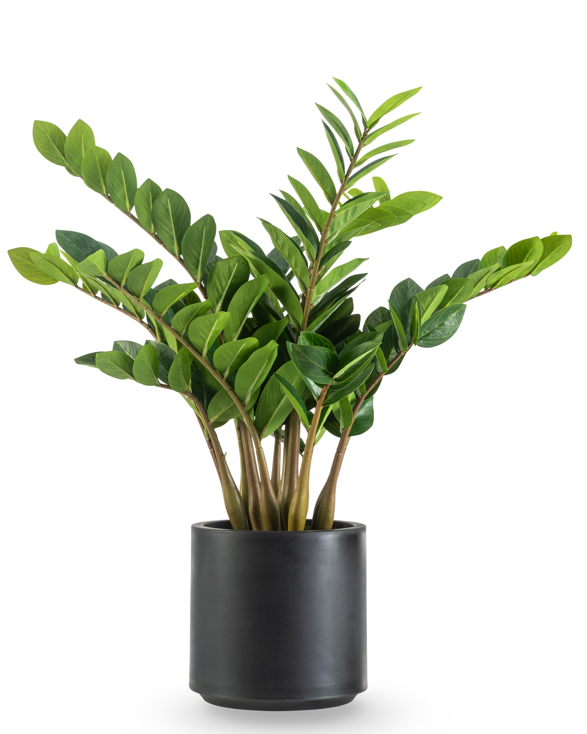 La plante artificielle Zamioculcas prête à l'emploi en pot noir de 80 cm a des tiges épaisses et dressées et des feuilles vert foncé brillantes dans un pot rond noir mat sur fond blanc.
