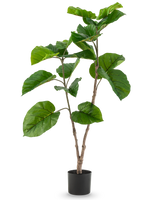 La plante artificielle Ficus Rumphii 120 cm est une plante artificielle haute avec de larges feuilles vertes brillantes et de multiples branches, dans un simple pot noir sur un fond blanc uni.
