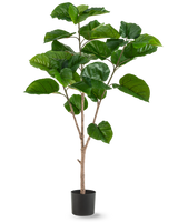 La plante artificielle Ficus Rumphii 150 cm est une grande plante artificielle avec de larges feuilles vertes brillantes et plusieurs tiges marron clair, dans un simple pot noir sur un fond blanc uni.