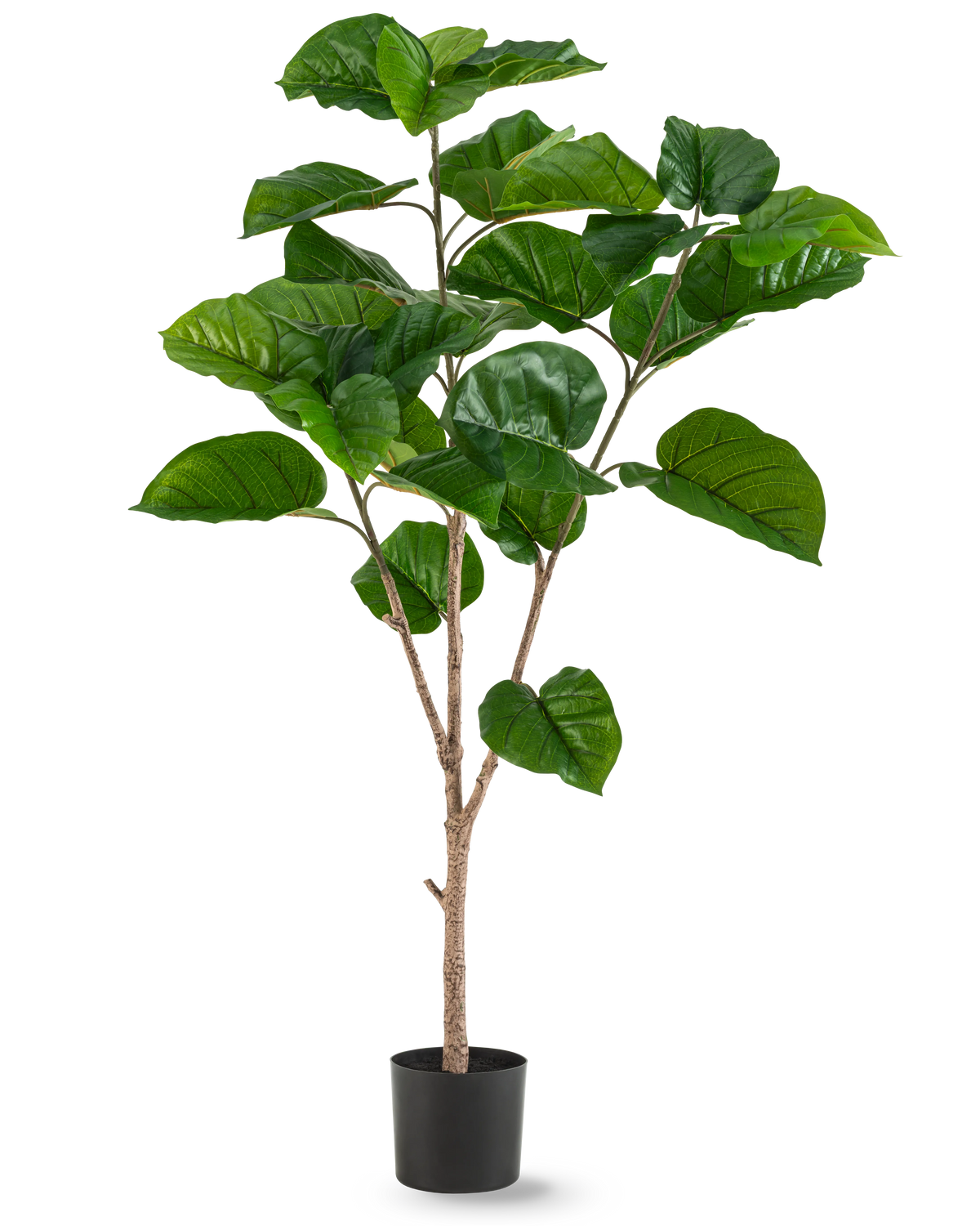 La plante artificielle Ficus Rumphii 150 cm est une grande plante artificielle avec de larges feuilles vertes brillantes et plusieurs tiges marron clair, dans un simple pot noir sur un fond blanc uni.