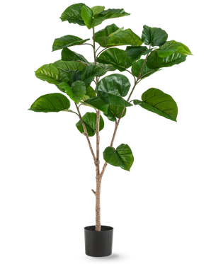 La plante artificielle Ficus Rumphii 150 cm est une grande plante artificielle avec de larges feuilles vertes brillantes et plusieurs tiges marron clair, dans un simple pot noir sur un fond blanc uni.