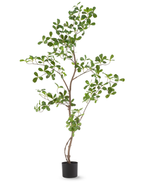 La plante artificielle Terminalia Catappa 120 cm est une plante en pot haute et élancée avec de fines branches et de nombreuses petites feuilles vertes rondes, représentées sur un fond blanc uni.