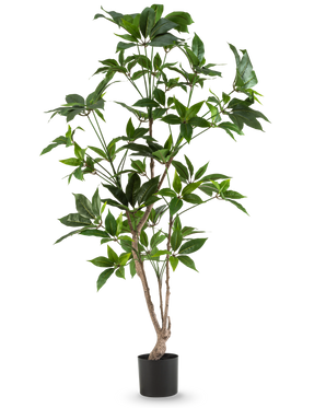 La plante artificielle Schefflera de 150 cm possède plusieurs fines tiges ligneuses aux feuilles vertes brillantes, dans un simple pot noir et sur un fond blanc uni.