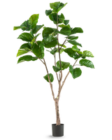 La plante artificielle Ficus Rumphii 180 cm est une grande plante artificielle avec de grandes feuilles vertes brillantes et plusieurs tiges brunes, présentée dans un simple pot noir sur un fond blanc uni.