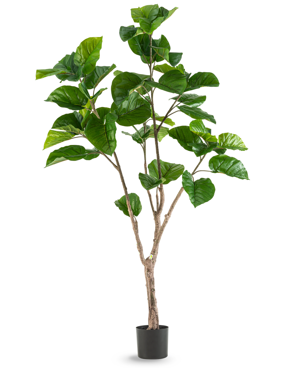 La plante artificielle Ficus Rumphii 180 cm est une grande plante artificielle avec de grandes feuilles vertes brillantes et plusieurs tiges brunes, présentée dans un simple pot noir sur un fond blanc uni.
