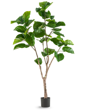 La plante artificielle Ficus Rumphii 180 cm est une grande plante artificielle avec de grandes feuilles vertes brillantes et plusieurs tiges brunes, présentée dans un simple pot noir sur un fond blanc uni.