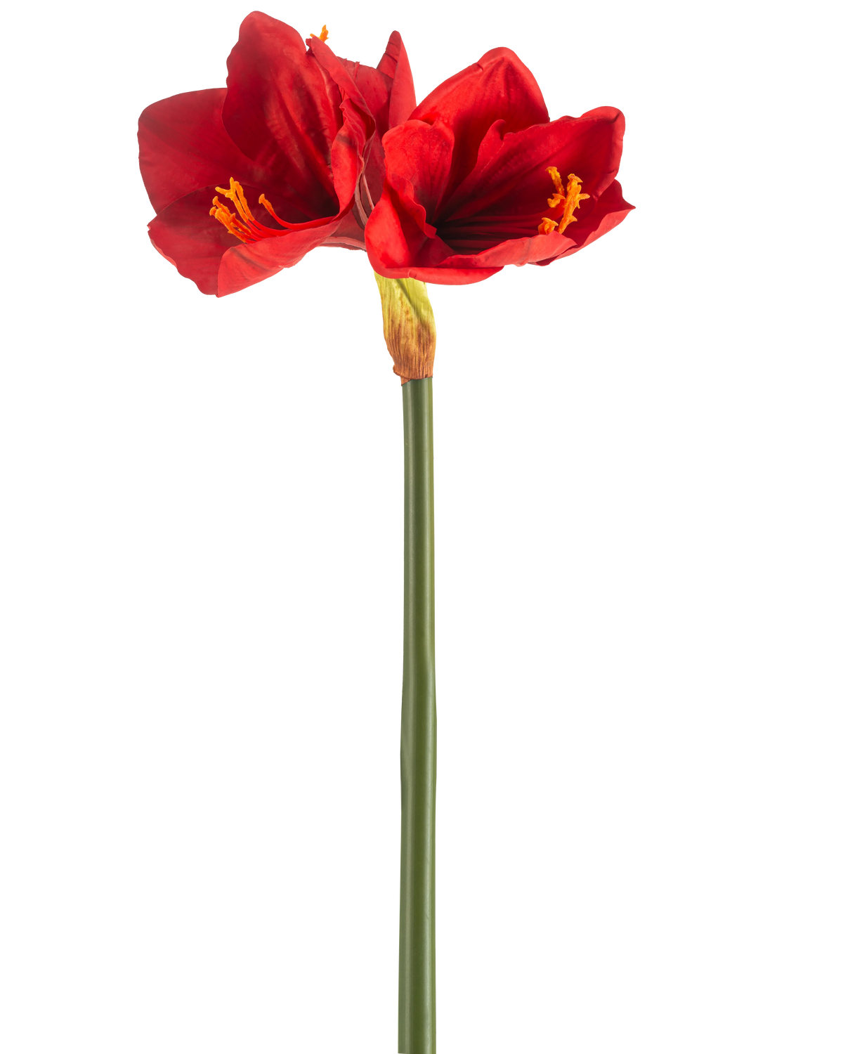 La Fleur Artificielle Amaryllis Real Touch rouge 66 cm possède une seule tige verte avec deux grandes fleurs rouge vif et des étamines jaunes, sur un fond blanc uni.