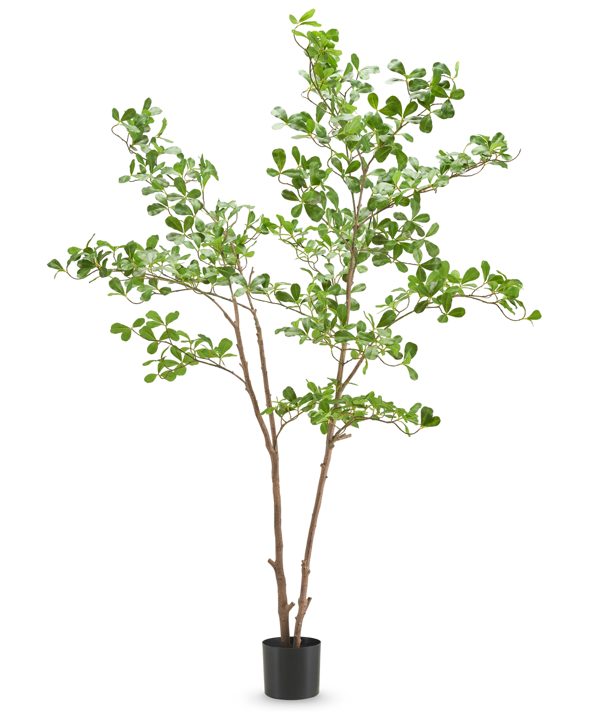 La plante artificielle Terminalia Catappa 180 cm présente de fines branches brunes avec des bouquets de petites feuilles vertes rondes dans un simple pot noir, sur un fond blanc.